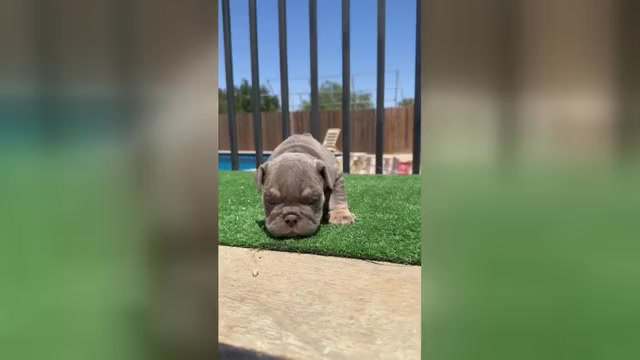 Video preview image #1 English Bulldog Puppy For Sale in CHARLESTON, SC, USA