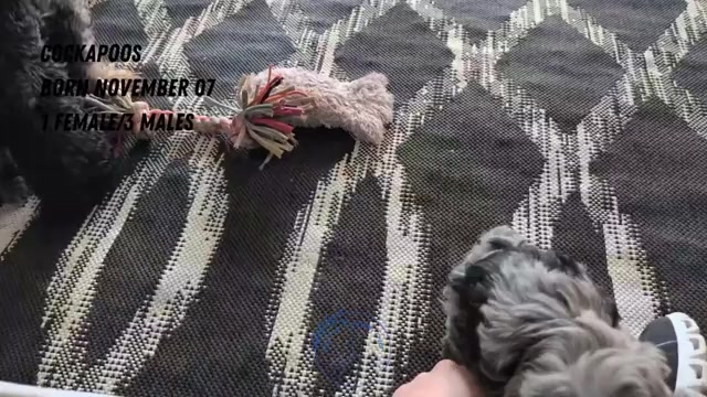 Video preview image #2 Cockapoo (Miniature) Puppy For Sale in GOSHEN, IN, USA