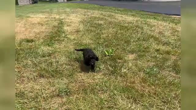 Video preview image #1 Cavapoo Puppy For Sale in WARSAW, IN, USA