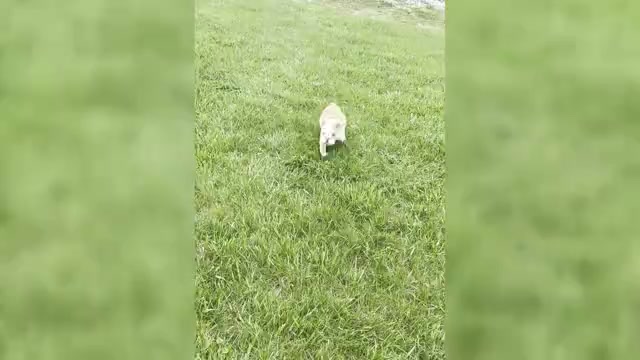 Video preview image #2 English Bulldog Puppy For Sale in WARSAW, IN, USA