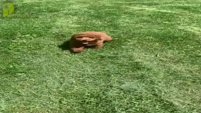 Video preview image #22 Poodle (Toy) Puppy For Sale in WARSAW, IN, USA