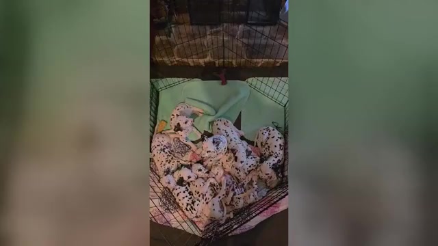 Video preview image #2 Dalmatian Puppy For Sale in GREENVILLE, SC, USA