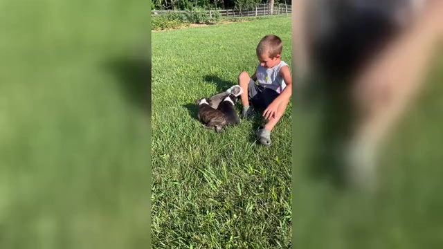 Video preview image #2 Boston Terrier Puppy For Sale in EWING, KY, USA