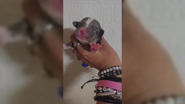Video preview image #4  Breeder Profile in DECATUR, IL, USA