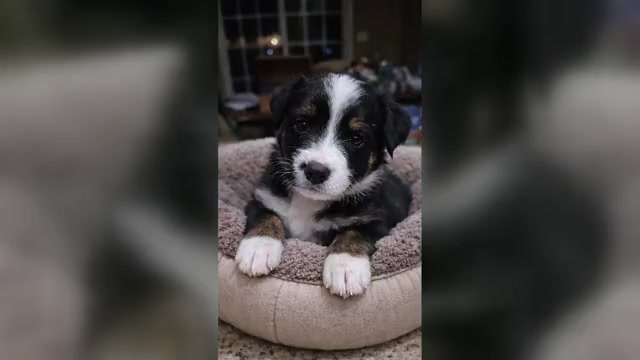 Video preview image #1  Breeder Profile in SAINT JOHN, IN, USA