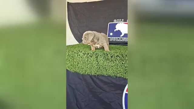 Video preview image #1 English Bulldog Puppy For Sale in FORT LAUDERDALE, FL, USA