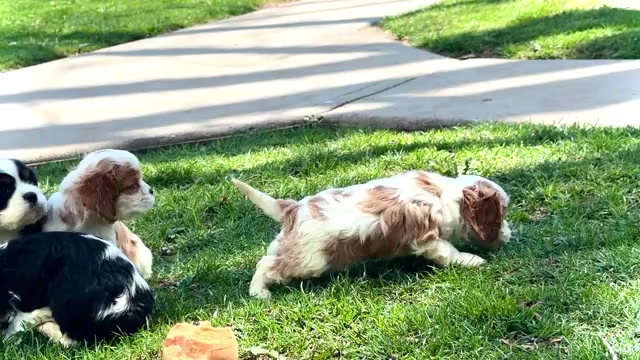 Video preview image #2 Cockalier Puppy For Sale in WAKARUSA, IN, USA
