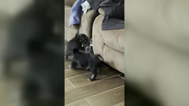 Video preview image #1 French Bulldog Puppy For Sale in MANTECA, CA, USA