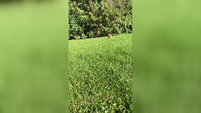 Video preview image #1 Poodle (Miniature) Puppy For Sale in RUDD, IA, USA