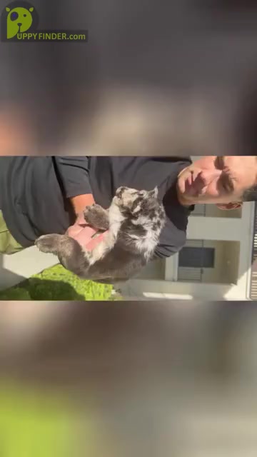 Video preview image #2 French Bulldog Puppy For Sale in SAN DIEGO, CA, USA
