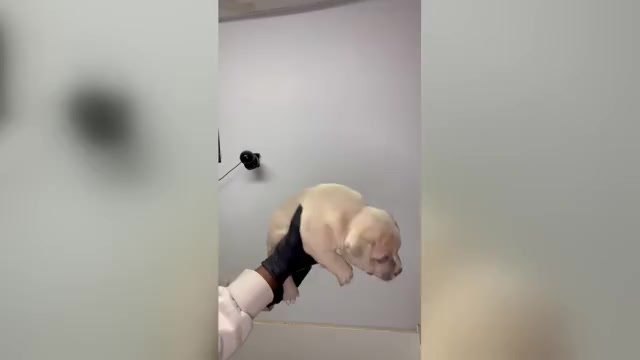 Video preview image #1 American Bully Puppy For Sale in LAWRENCEVILLE, GA, USA