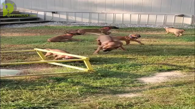 Video preview image #2  Breeder Profile in ALBA, TX, USA