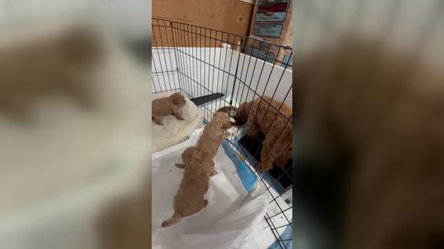 Video preview image #1 Poodle (Miniature) Puppy For Sale in DEARY, ID, USA