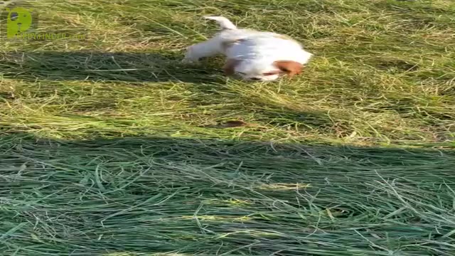 Video preview image #15 Cavalier King Charles Spaniel Puppy For Sale in WARSAW, IN, USA