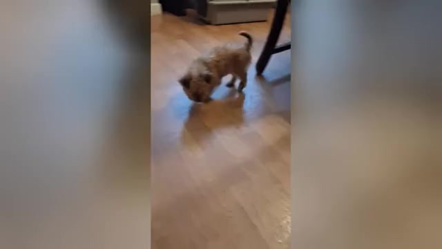 Video preview image #1 Yorkipoo Puppy For Sale in SALEM, MA, USA