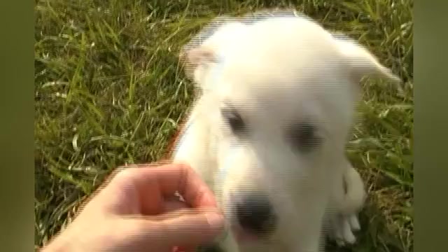 Video preview image #1 German Shepherd Dog Puppy For Sale in PIEDMONT, MO, USA