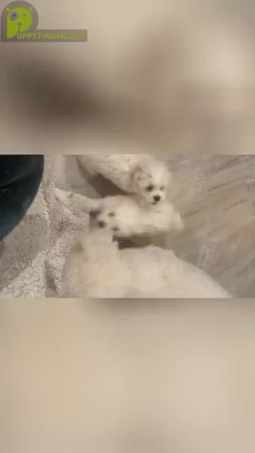 Video preview image #1 Bichon Frise Puppy For Sale in WEST SACRAMENTO, CA, USA
