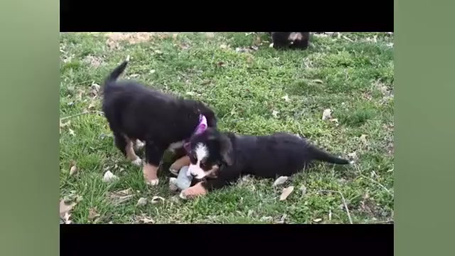 Video preview image #2 Bernese Mountain Dog Puppy For Sale in BRIDGEWATER, VA, USA