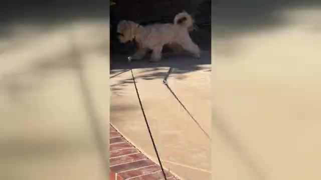 Video preview image #1 Maltipoo (Toy) Puppy For Sale in MISSION VIEJO, CA, USA