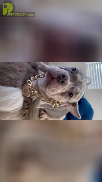 Video preview image #3 French Bulldog Puppy For Sale in STOCKTON, CA, USA
