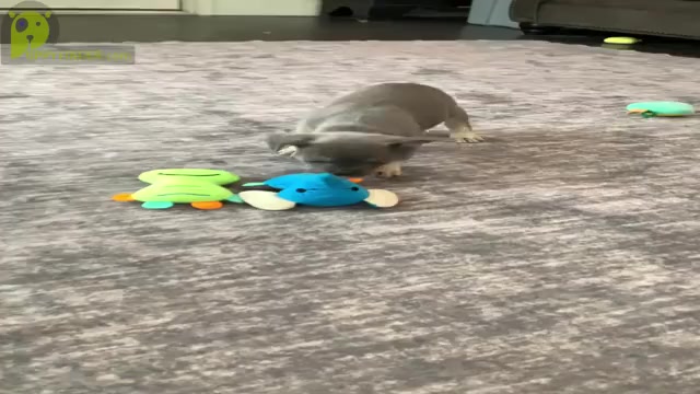 Video preview image #11 French Bulldog Puppy For Sale in WARSAW, IN, USA