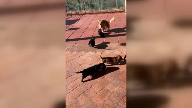 Video preview image #1 Dachshund Puppy For Sale in SAHUARITA, AZ, USA