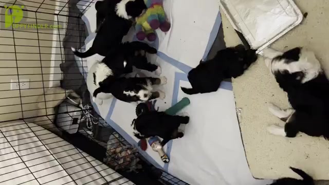 Video preview image #2 Bernedoodle Puppy For Sale in SUNNYVALE, CA, USA