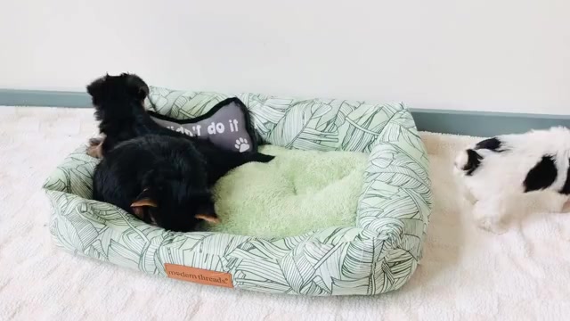 Video preview image #3 Yorkshire Terrier Puppy For Sale in MILWAUKEE, WI, USA