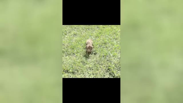 Video preview image #6 Dachshund Puppy For Sale in WARSAW, IN, USA