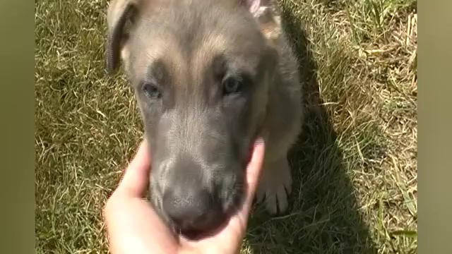 Video preview image #1 German Shepherd Dog Puppy For Sale in PIEDMONT, MO, USA