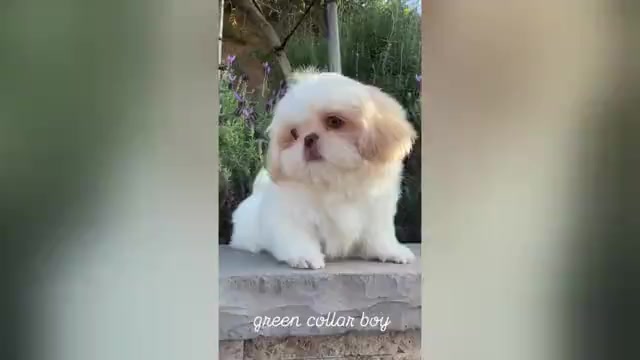 Video preview image #1 Shih Tzu Puppy For Sale in RIVERSIDE, CA, USA