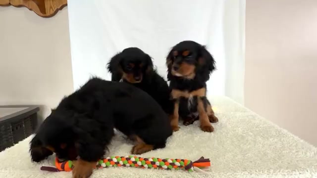 Video preview image #2 Cavalier King Charles Spaniel Puppy For Sale in WAKARUSA, IN, USA