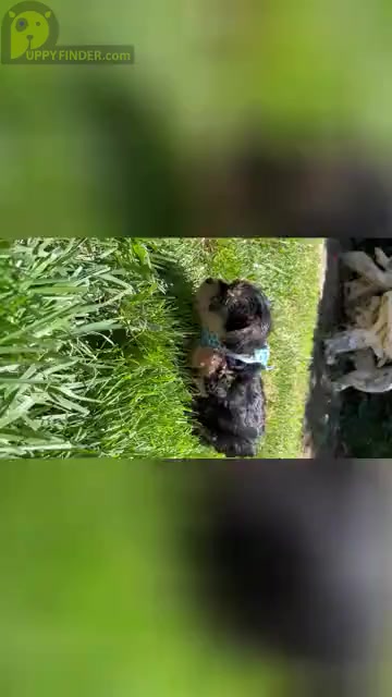 Video preview image #2 Yorkshire Terrier Puppy For Sale in WATERFORD, CA, USA