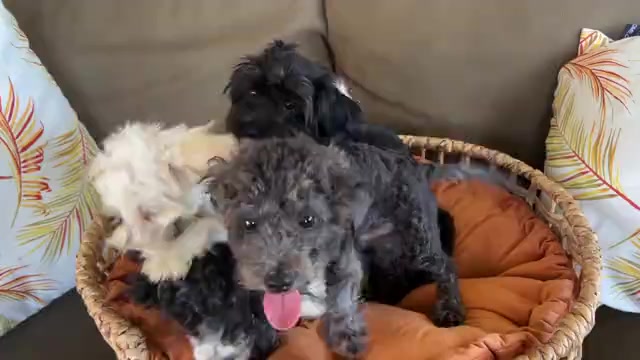 Video preview image #1 Maltipoo Puppy For Sale in VALDOSTA, GA, USA