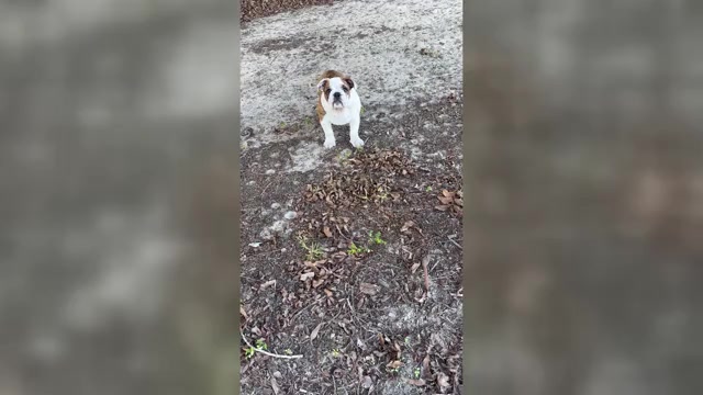 Video preview image #2 English Bulldog Puppy For Sale in MARIANNA, FL, USA