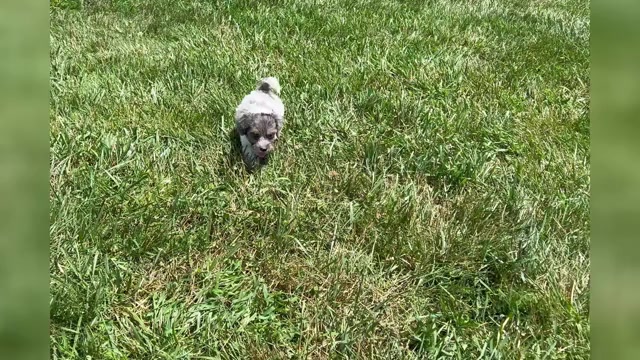 Video preview image #1 YorkiePoo Puppy For Sale in WARSAW, IN, USA
