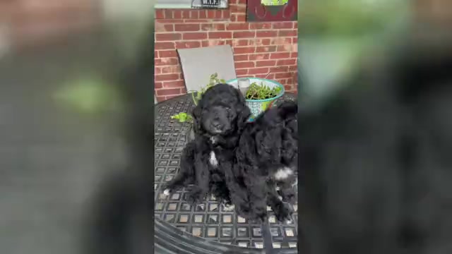 Video preview image #1 Aussie-Poo Puppy For Sale in GODLEY, TX, USA