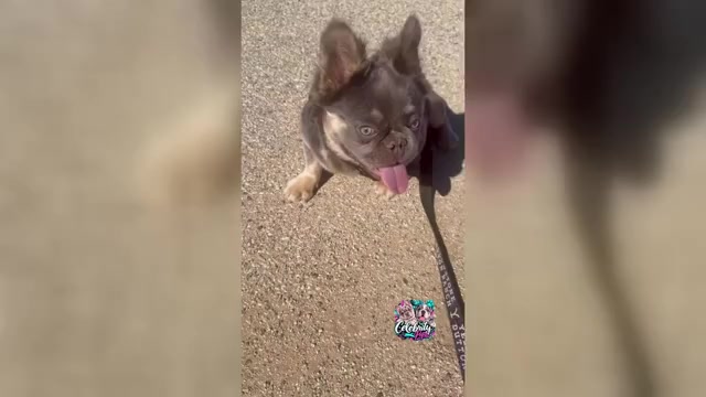 Video preview image #2 French Bulldog Puppy For Sale in HOUSTON, TX, USA