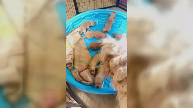 Video preview image #1 Goldendoodle Puppy For Sale in TOLLESON, AZ, USA