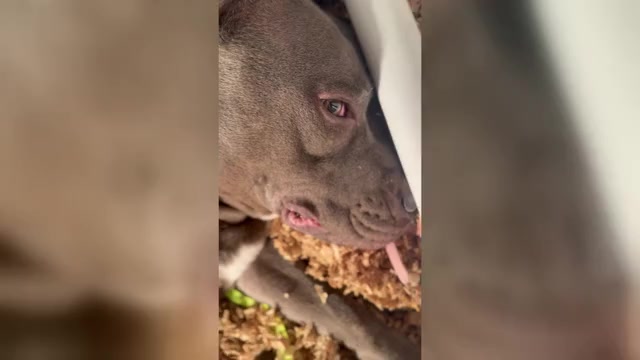 Video preview image #1 American Pit Bull Terrier Puppy For Sale in ORANGE, NJ, USA