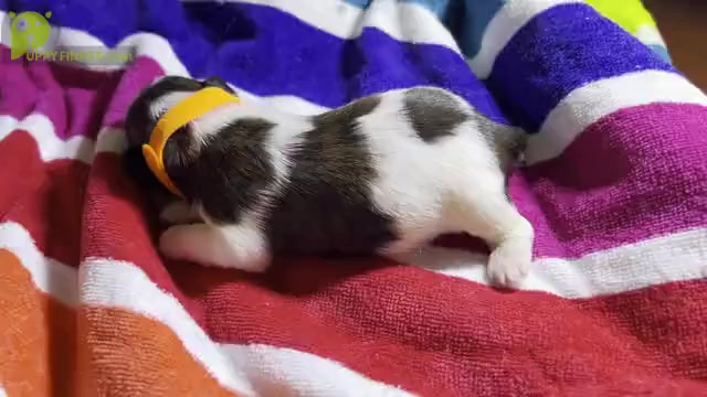 Video preview image #5 Shih Tzu Puppy For Sale in MOORESVILLE, NC, USA