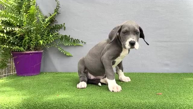 Video preview image #9 Great Dane Puppy For Sale in WAKARUSA, IN, USA
