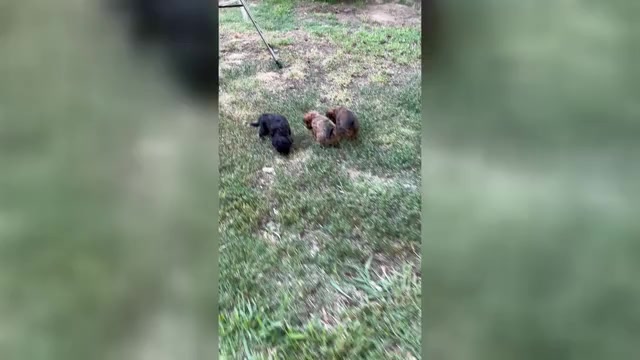 Video preview image #10 Poocan Puppy For Sale in FAIR OAKS, CA, USA