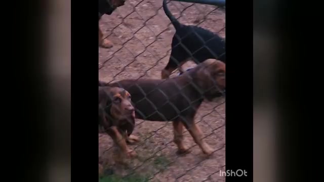 Video preview image #2 Bloodhound Puppy For Sale in TOCCOA, GA, USA