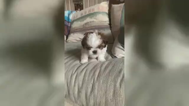Video preview image #2 Shih Tzu Puppy For Sale in BRISTOL, IN, USA