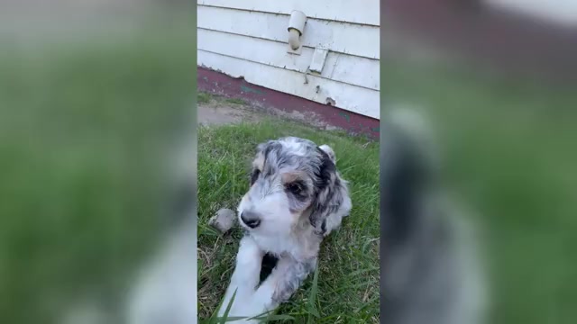 Video preview image #1 Bernedoodle Puppy For Sale in ROSCOE, SD, USA