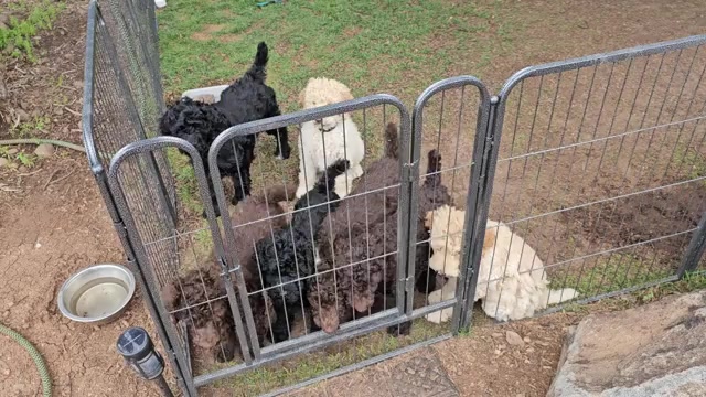Video preview image #1 Goldendoodle Puppy For Sale in SHOW LOW, AZ, USA
