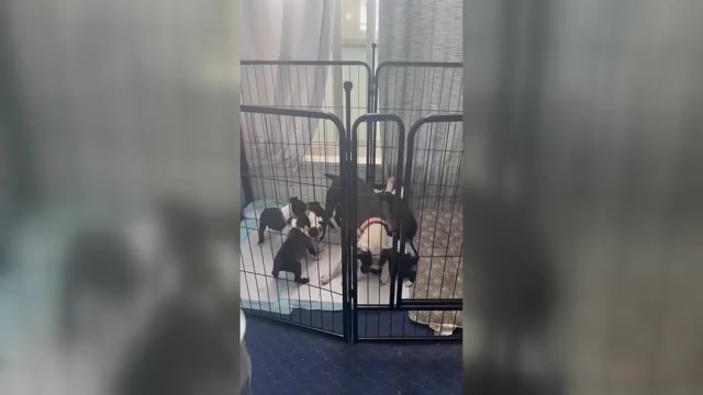 Video preview image #1 Boston Terrier Puppy For Sale in CARMICHAEL, CA, USA