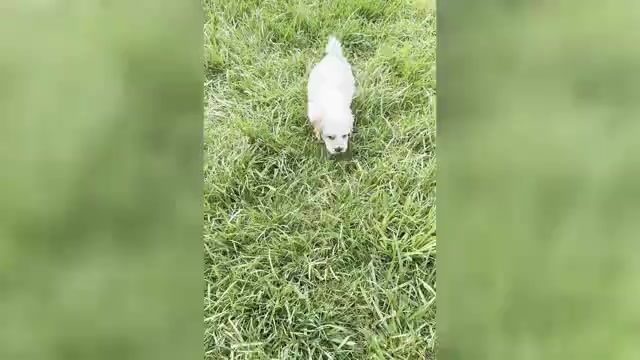 Video preview image #6 Maltipoo (Miniature) Puppy For Sale in WARSAW, IN, USA