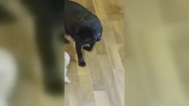 Video preview image #15 Pug Puppy For Sale in HILLSDALE, MI, USA